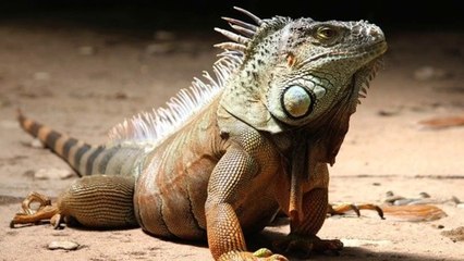 Can Lizards Follow You?