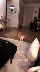 Cute Cat Entertains Itself