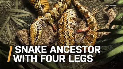 This Creepy, Snake Ancestor Grasped Prey with It’s Tiny Feet