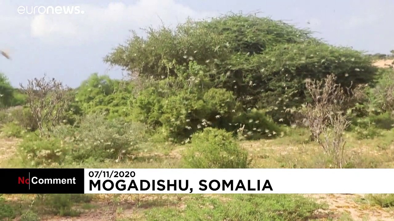 Somalia: Heuschrecken-Plage könnte Hungersnot auslösen