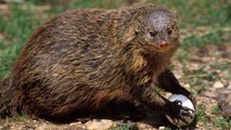 Female Mongooses' Mating Behavior Rivals That Of Any Reality Show Housewife