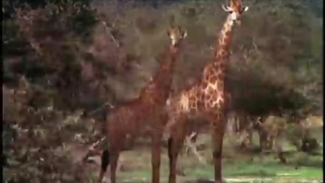 Die lustige Welt der Tiere