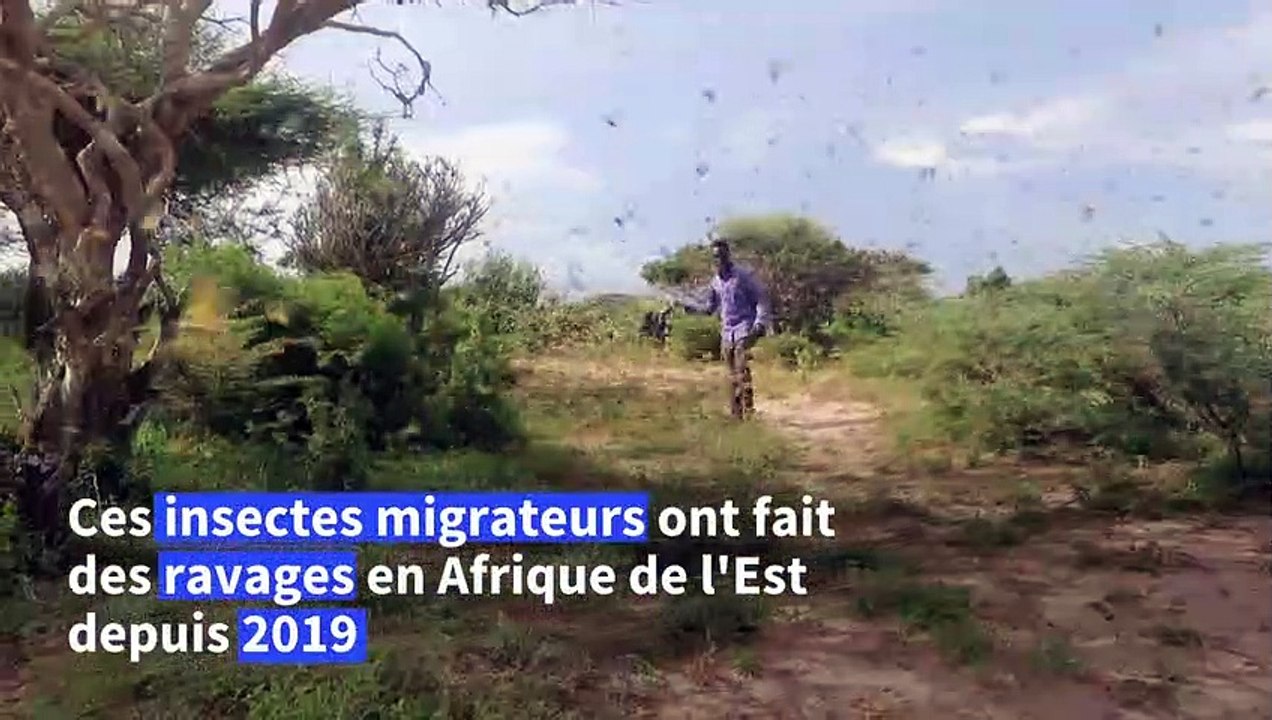 La Somalie fait face à une nouvelle invasion de criquets pèlerins