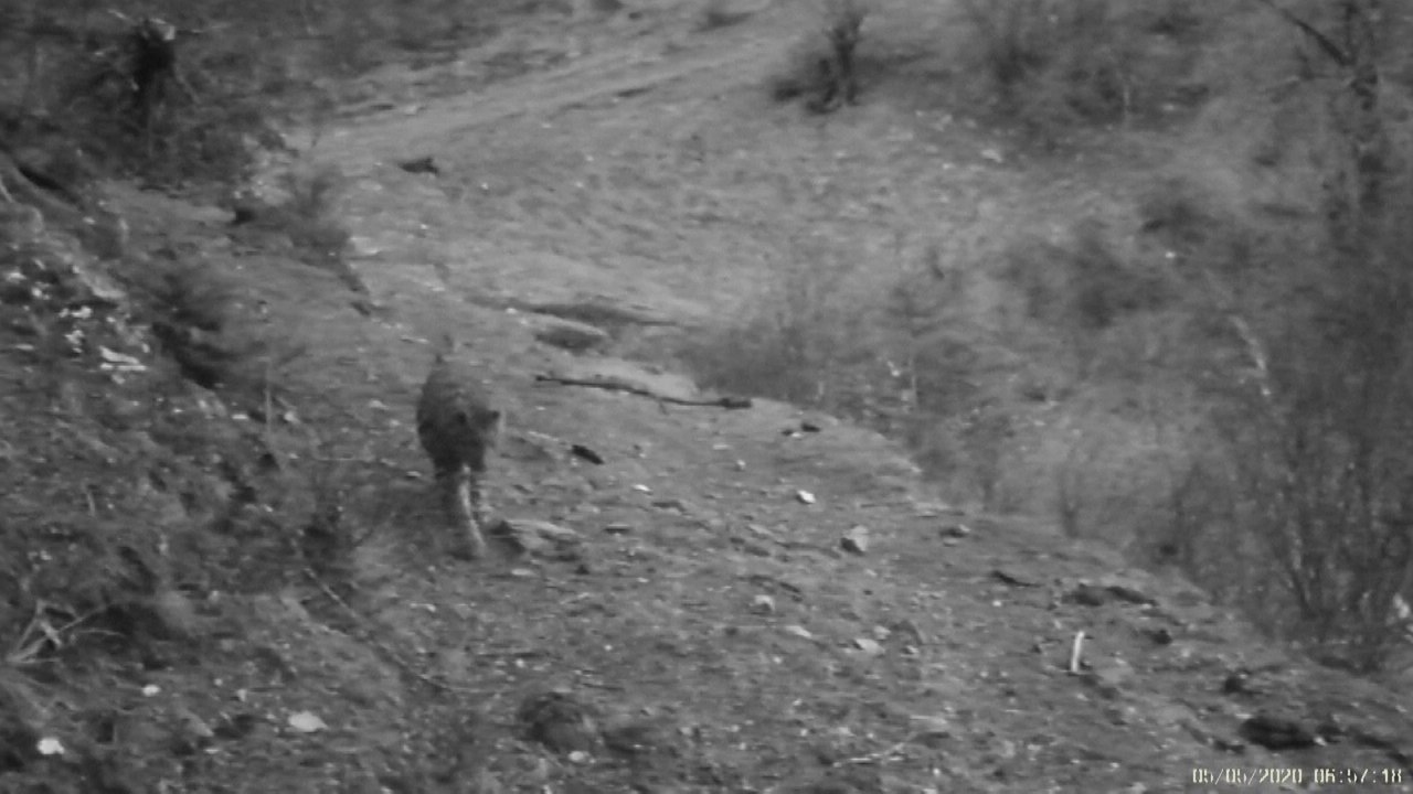 Rare wild animals spotted with infrared cameras in China's Sichuan province