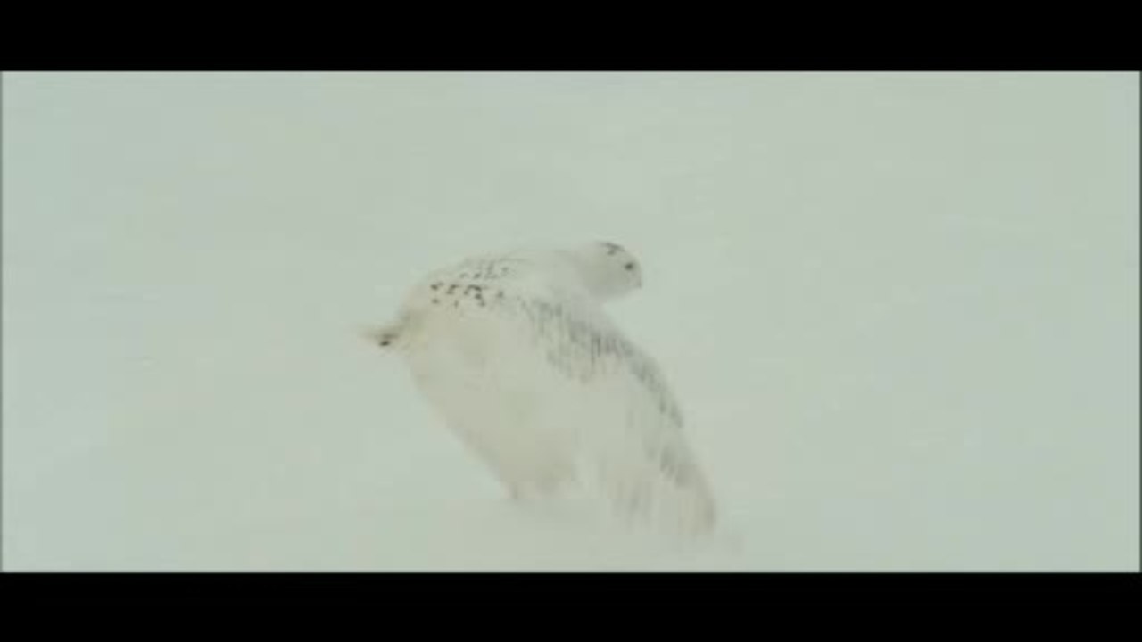 Ao - Der letzte Neandertaler - Trailer (Deutsch)