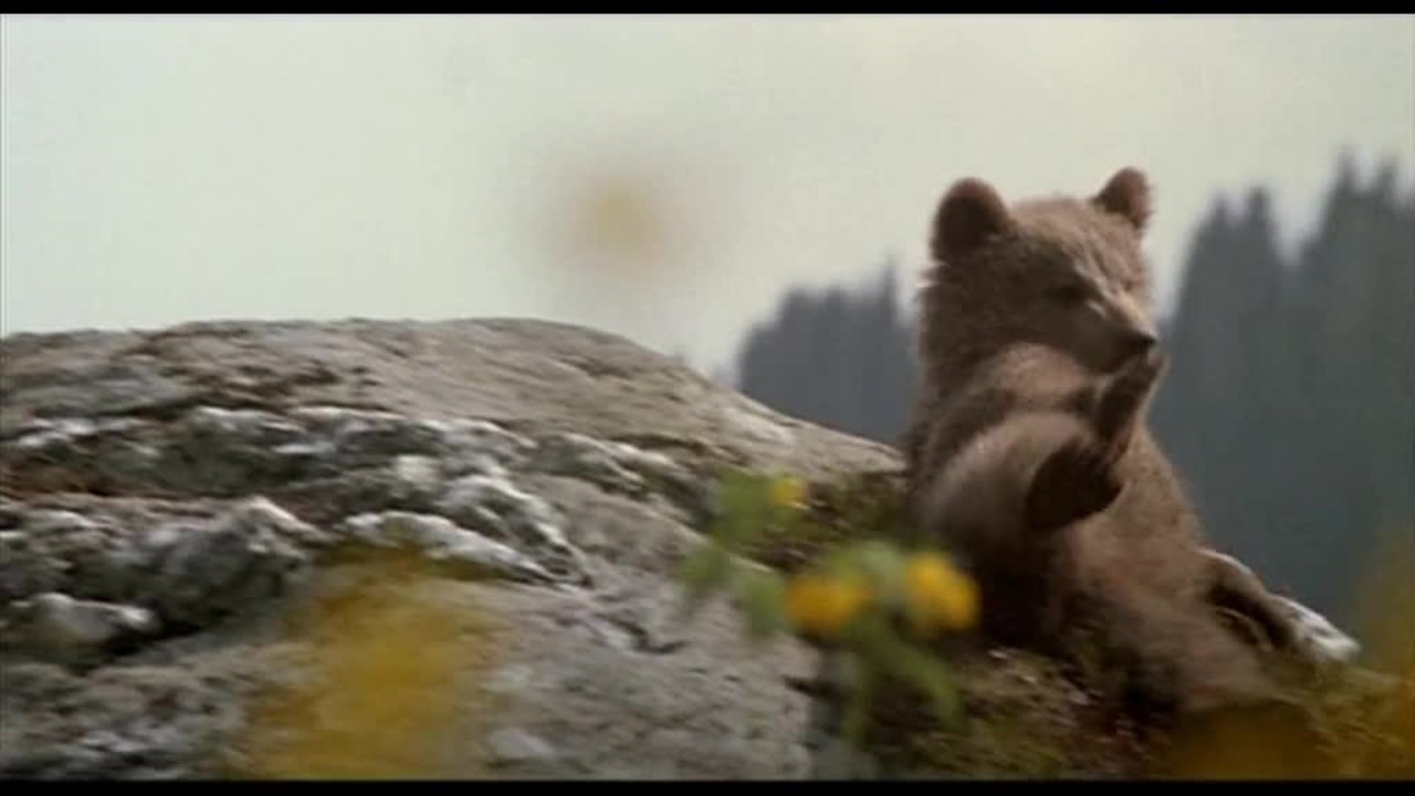 Der BÃ¤r - Trailer (Deutsch)