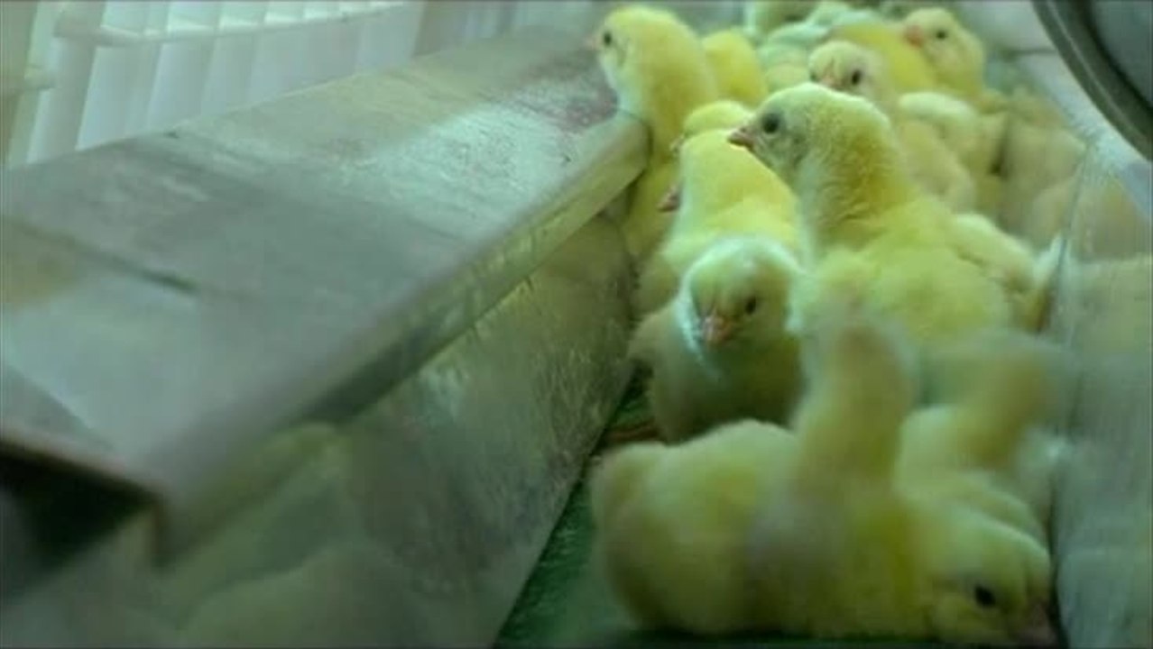 We feed the world - Trailer (Deutsch)