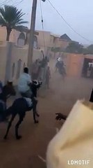 Vidéo - Incroyable : Des jokers font souffrir leurs chevaux pour gagner la course