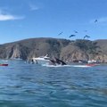 Two Humpback Whales Appear on Surface of Water Around Paddle Boarders and Kayakers