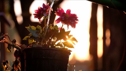 Watering Flower Video | 5 Minute Relax