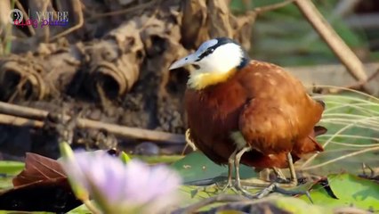 طائر الجاكان الأفريقي يحمي صغاره ويخفيهم في ريشه عند الخطر  African Jacana Bird