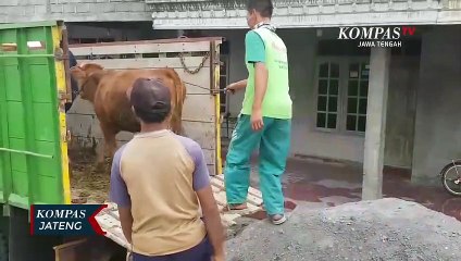Merapi Siaga, Sapi Ternak Warga Lereng merapi Dievakuasi