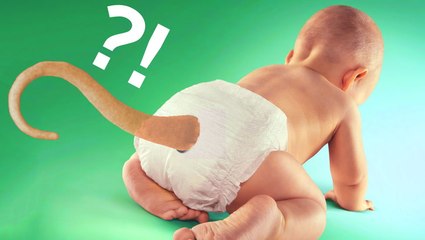 Why don't humans have tails?