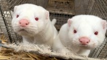 Denmark to cull all 15 million minks on fur farms to contain spread of mutated coronavirus