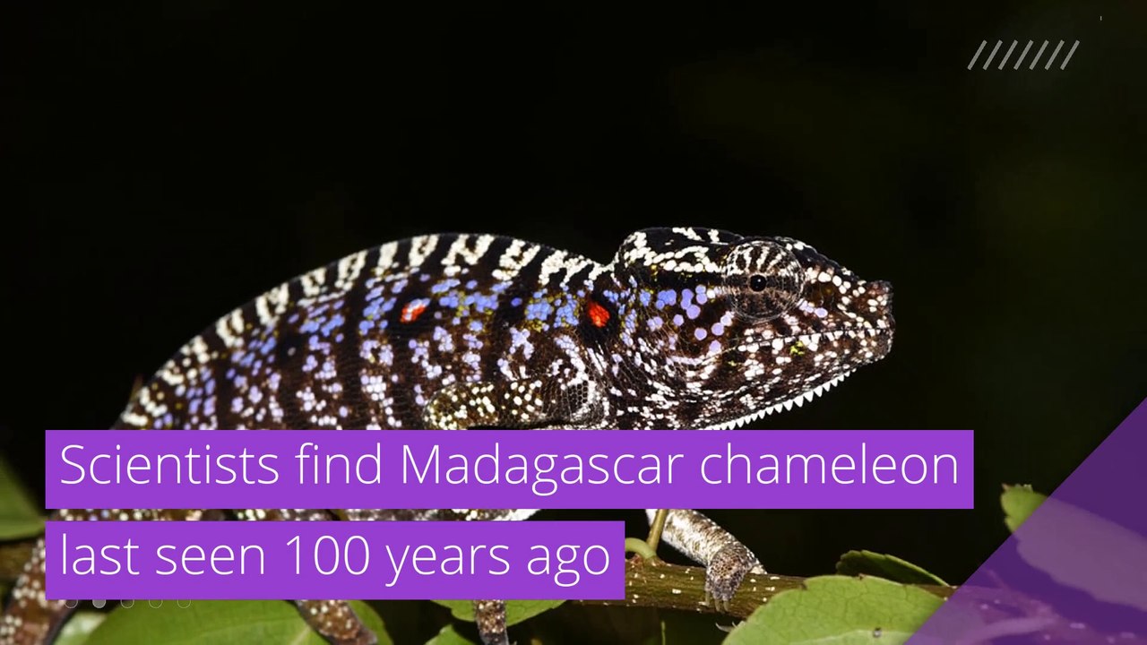 Scientists find Madagascar chameleon last seen 100 years ago, and other top stories in strange news from November 10, 2020.