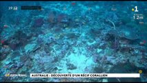 Australie : un récif corallien haut de 500 mètres découvert près de la Grande barrière de corail