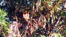 Mother and Father Eastern Screech Owls