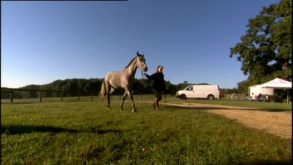 Buck - Clip 1  Pferd und Mensch (Deutsch)