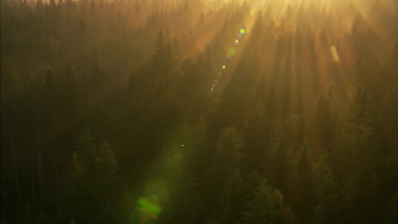 Unser Wald - Trailer (Deutsch) HD