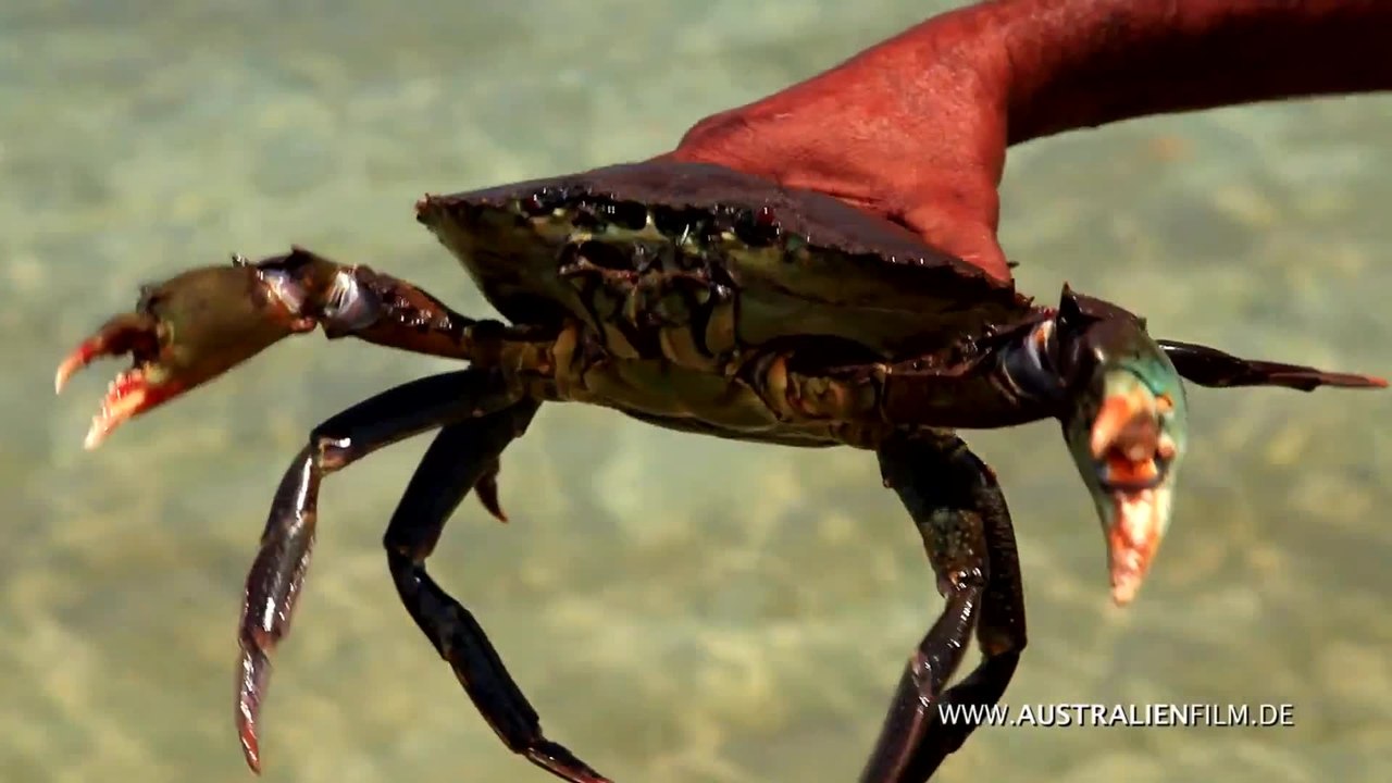 Australien in 100 Tagen - Trailer (Deutsch) HD