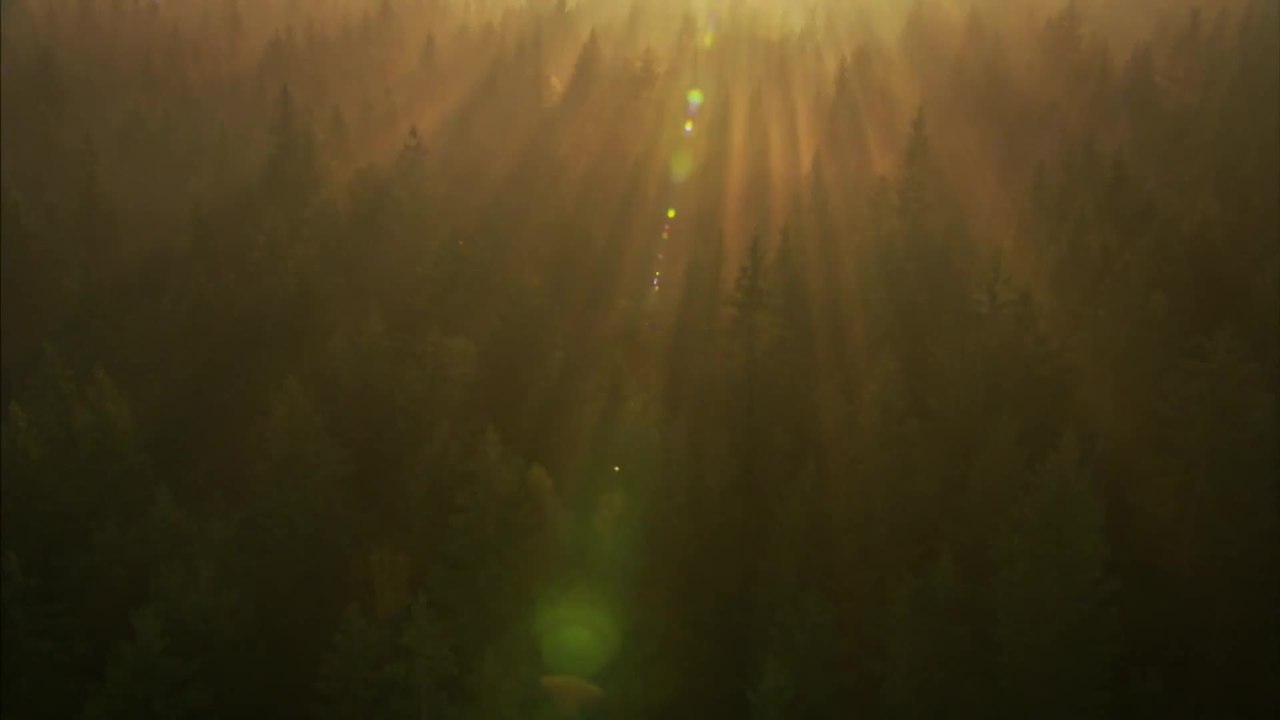 Das grÃ¼ne Wunder - Unser Wald - Trailer (Deutsch) HD