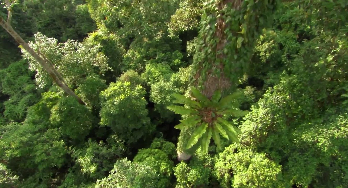 Schimpansen - Trailer (Deutsch) HD