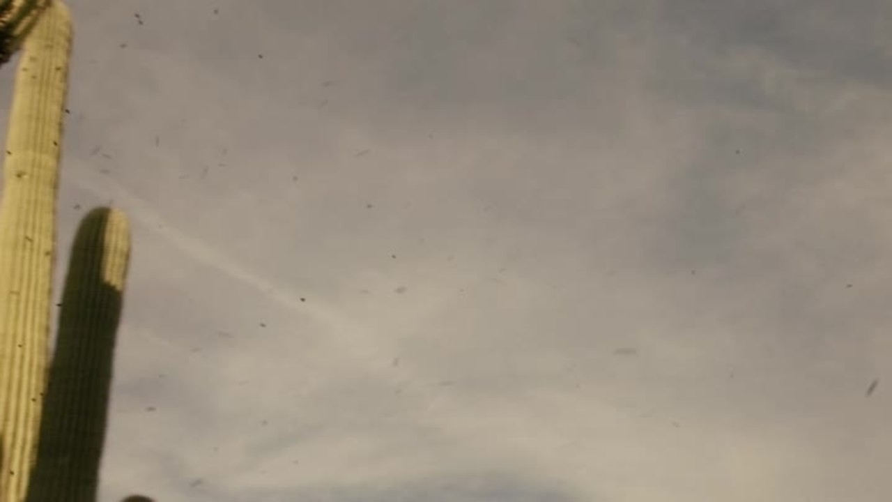 More than Honey - Clip 4 Killerbienenschwarm (Deutsch)