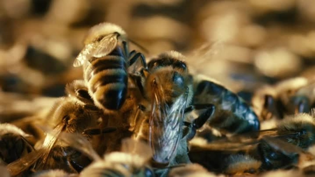 More than Honey - Clip 1 Geburt der KÃ¶nigin (Deutsch)