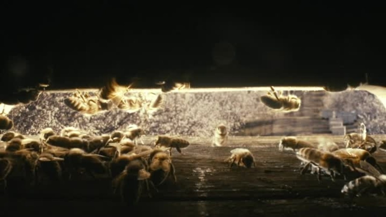 More than Honey - Clip 2 Im Bienenstock (Deutsch)