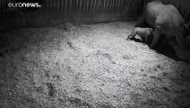 شاهد: ولادة وحيد قرن أسود نادر  في حديقة حيوان هولندية