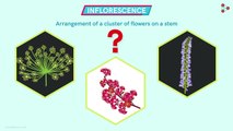 Types of Inflorescence _ Morphology of Flowering Plants