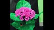 Flower Making with Plastic Carry Bag Paper Craft Flower Making DIY Craft