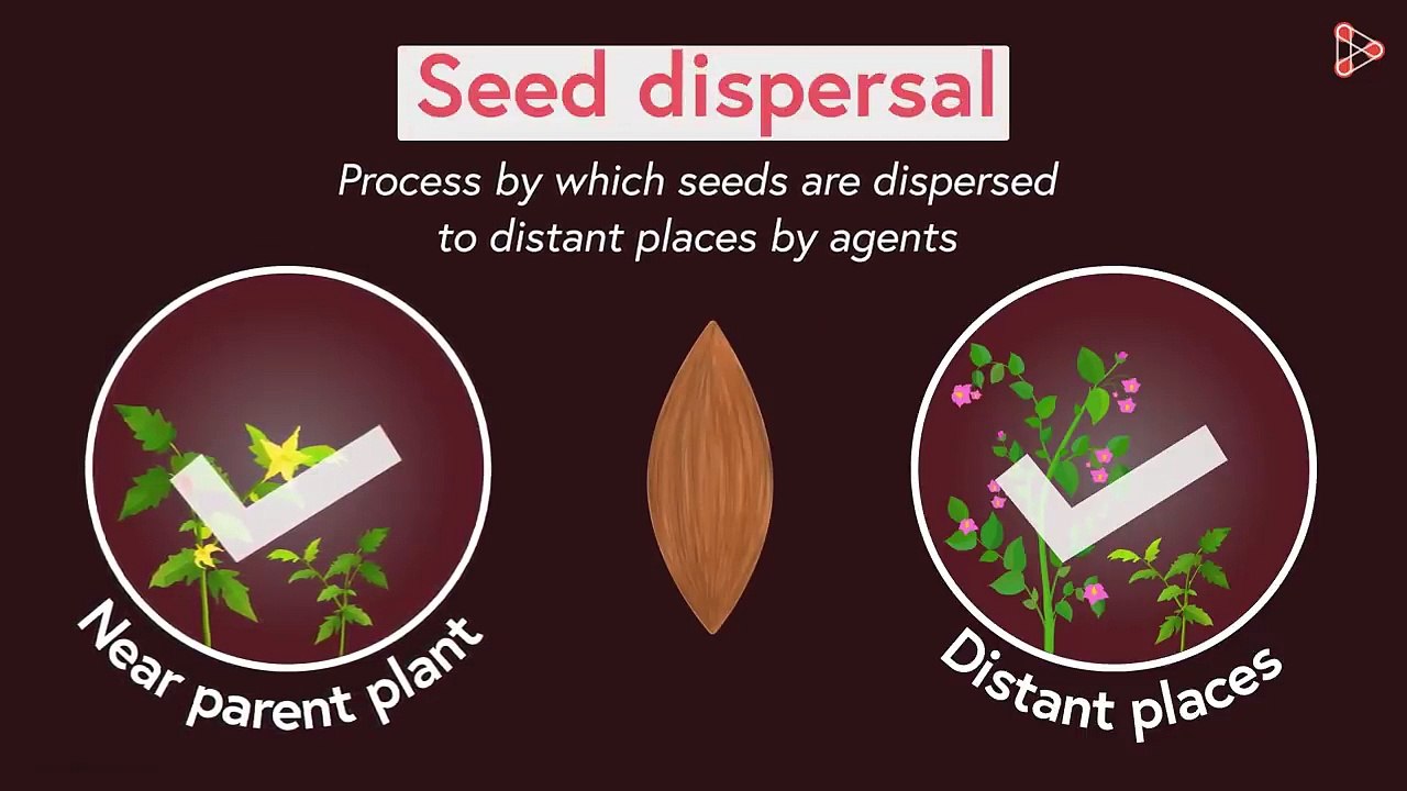 Seed Dispersal _ Reproduction in Plants video Dailymotion