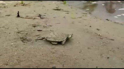 Download Video: Liberadas en Perú más de un millar de tortugas 'Tiracaya bebé'