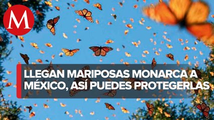 La magnificencia de la mariposa Monarca