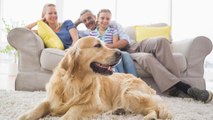 Perros celosos: síntomas, cómo prevenirlos y tratarlos