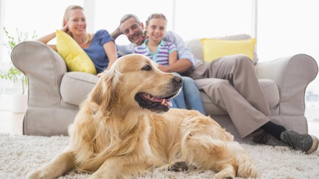 Perros celosos: síntomas, cómo prevenirlos y tratarlos