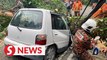 Woman killed as falling tree crushes car