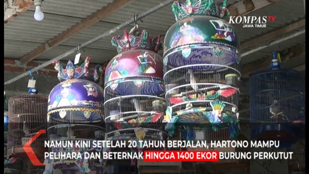 Berawal Hobi, Pria ini Sukses Jadi Peternak Ribuan Perkutut