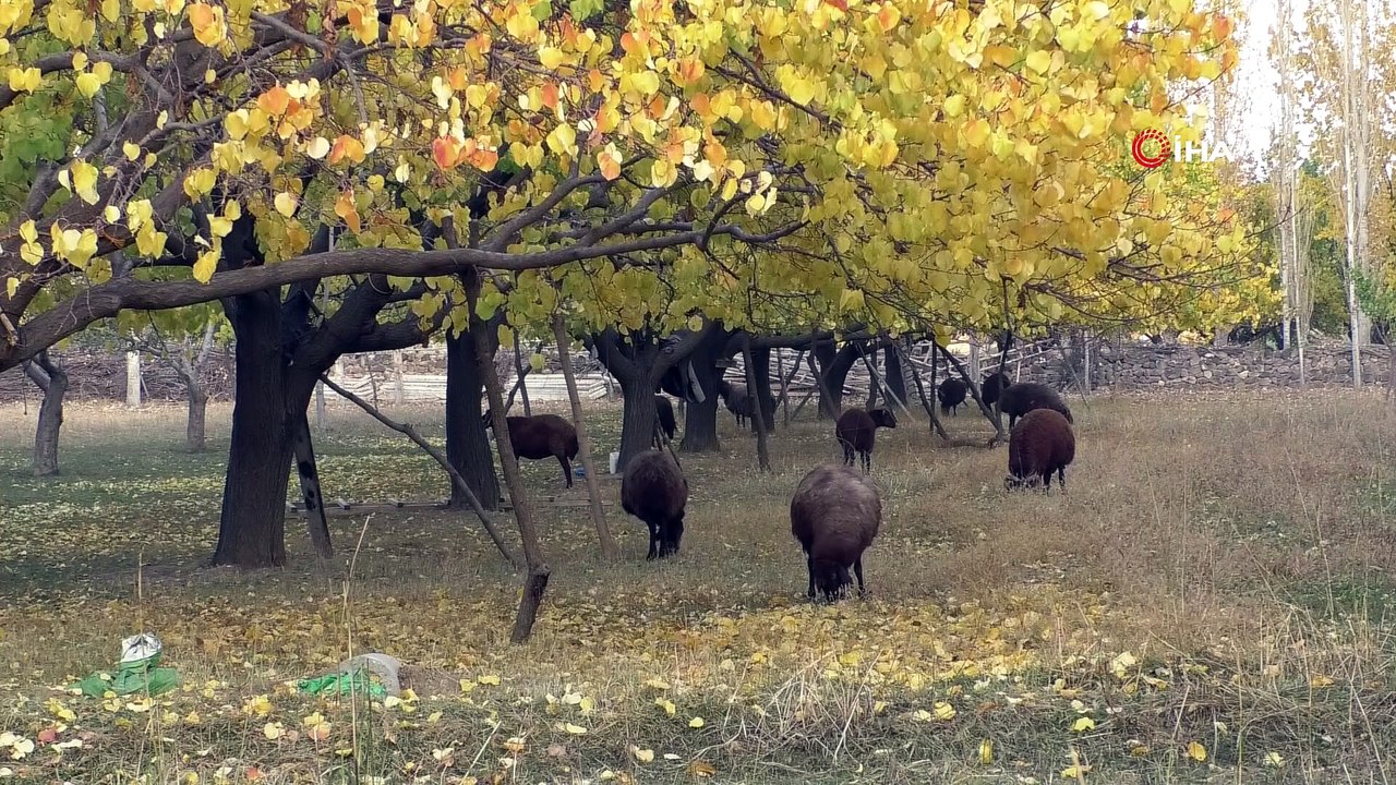 Iğdır kayısı bahçelerinin sonbahar renkleri ihtişamıyla görenleri kendine hayran bırakıyor