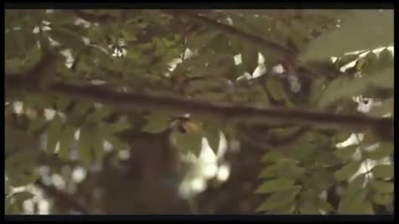 Schwarzer Panther - Trailer (Deutsch)