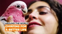 Around the world: Parrots can also go to school now!