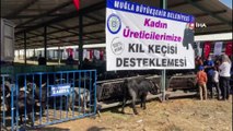 - Büyükşehirden kırsaldaki kadınlara keçi desteği sürüyor
