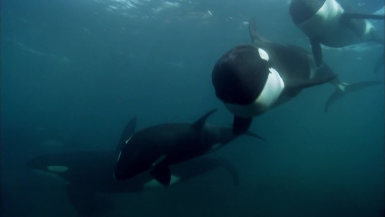 Blackfish - Trailer (OmU) HD