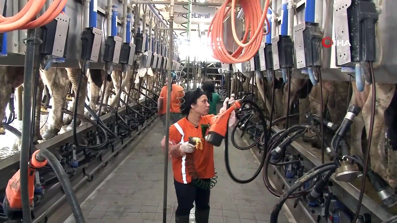 5 Yıldızlı Otel Konforunda Bakılan İneklerin Süt Verimi Arttı