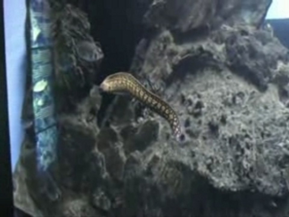 l'aquarium c'est éducatif ? haa bon