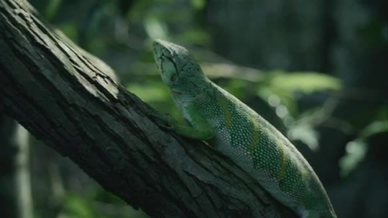 Das Geheimnis der BÃ¤ume - Clip 4 (Deutsch) Das geheimnisvolle Universum