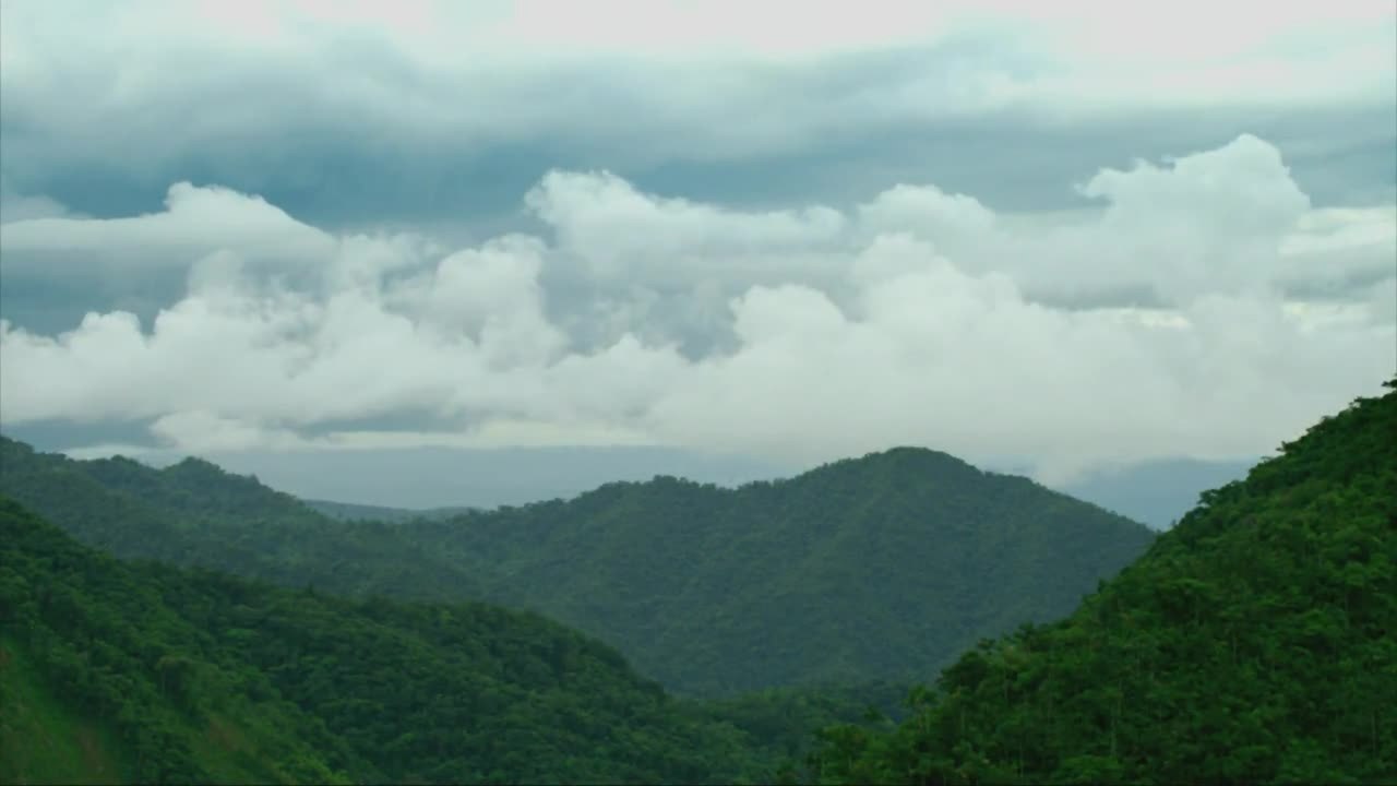 Das Geheimnis der BÃ¤ume - Clip 2 (Deutsch) Erfrischung