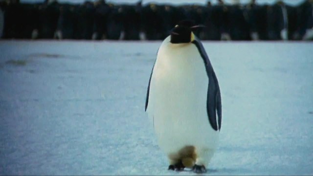 Die verrückte Reise der Pinguine