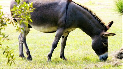 Happy Relaxing Music for Relaxed Happiness - Oboe Music